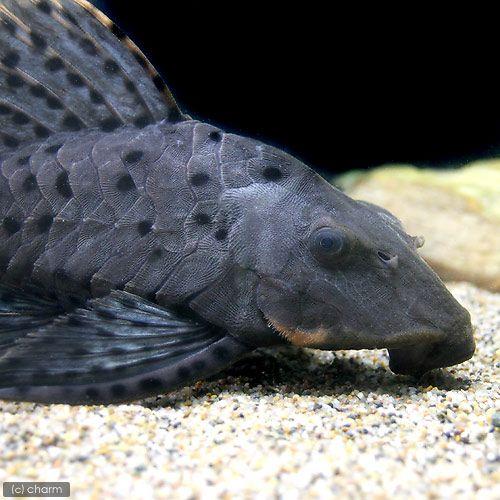 （熱帯魚）オレンジフィンアーマード・プレコ　Ｌサイズ　約２７〜３１ｃｍ（ワイルド）（１匹）　北海道航空便要保温