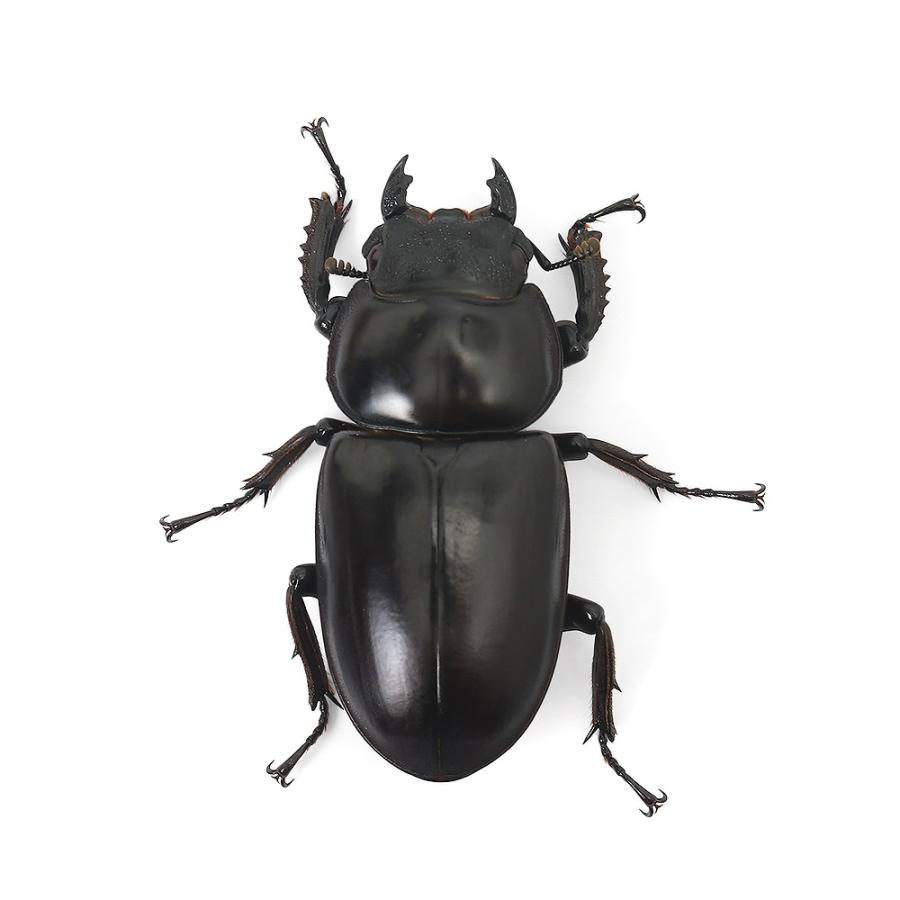 アンタエウスオオクワガタ89mmペア アンタエウスオオクワガタ89mmペア