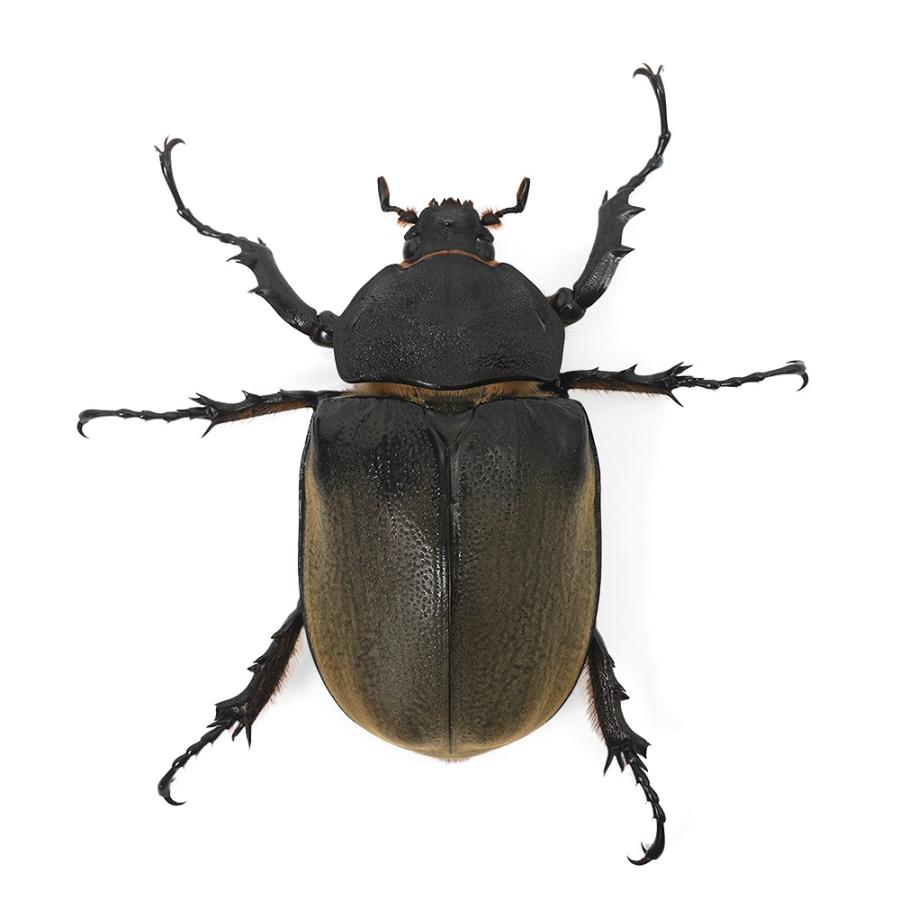 昆虫）（メス単品）エレファスゾウカブトムシ メキシコ カテマコ産 