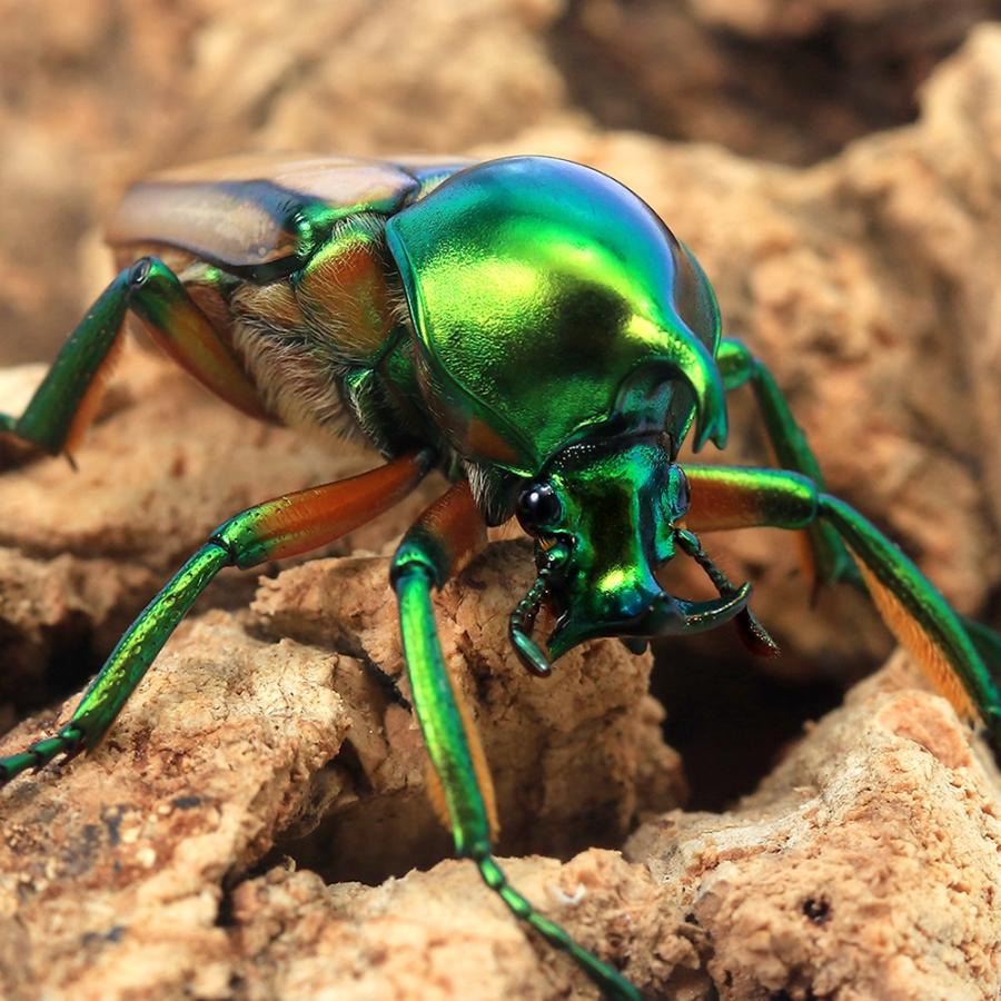 昆虫）セブヒメカブトハナムグリ（亜種カチクン）ミンダナオ