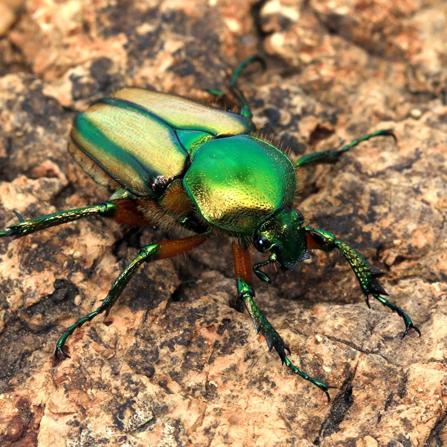 昆虫）セブヒメカブトハナムグリ（亜種カチクン）ミンダナオ