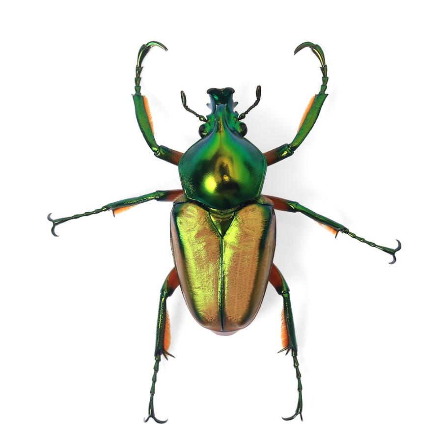 昆虫）セブヒメカブトハナムグリ（亜種カチクン）ミンダナオ