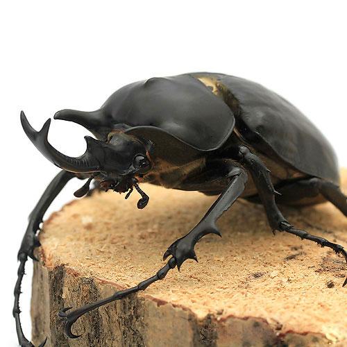 昆虫）（オス単品）レックスゾウカブトムシ ペルー イキトス産 成虫