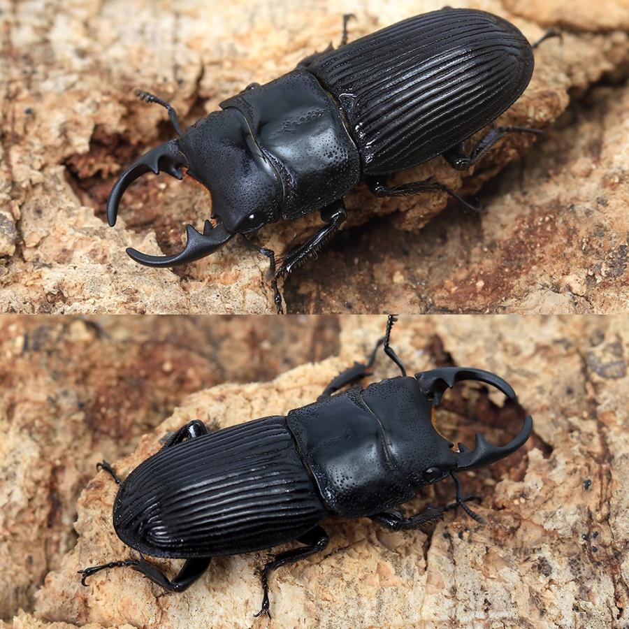 昆虫）アマミネブトクワガタ 奄美大島龍郷町産 幼虫(初〜2令)WF6(1