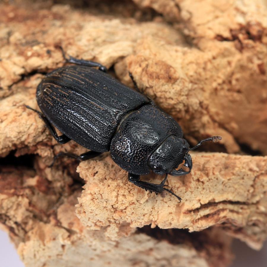 昆虫）アマミネブトクワガタ 奄美大島龍郷町産 幼虫(初〜2令)WF6(1