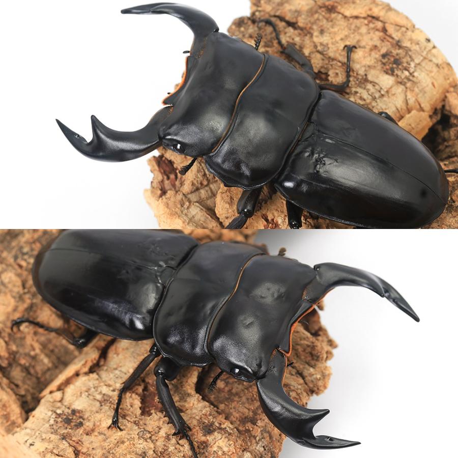 昆虫）（オス単品）アンタエウスオオクワガタ ネパール コタン産 成虫 