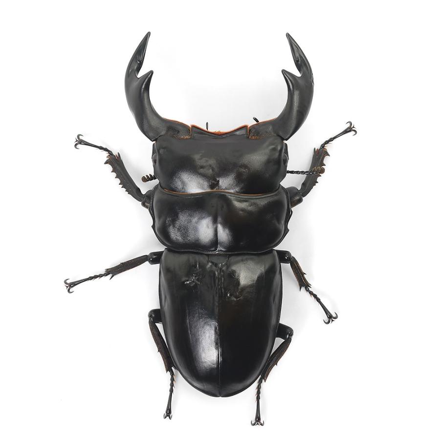 昆虫）（オス単品）アンタエウスオオクワガタ ネパール コタン産 成虫 