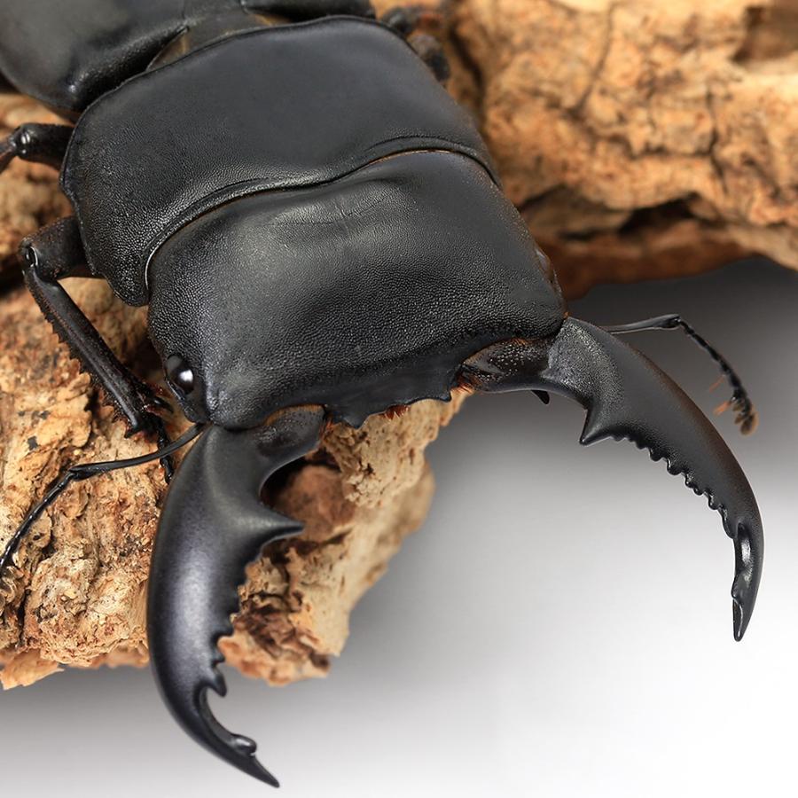 昆虫）スマトラヒラタクワガタ スマトラ ベンクール産 幼虫 WF1（初 