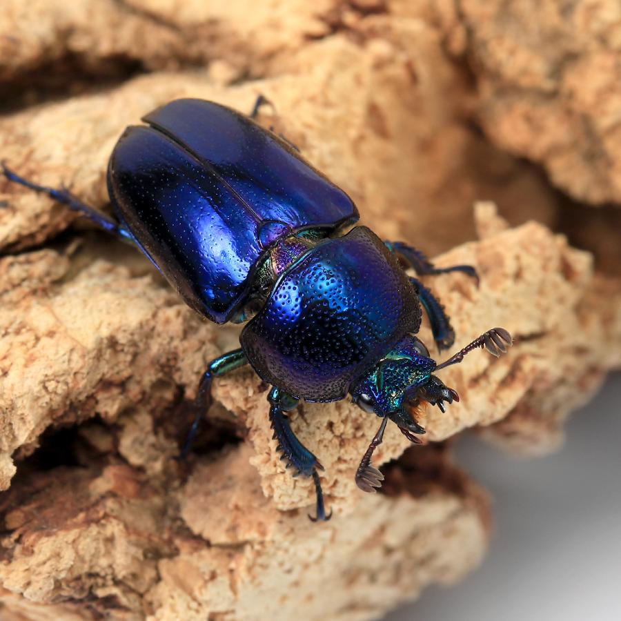 昆虫）一点物 パプアキンイロクワガタ ワメナ産 成虫 （オス モス