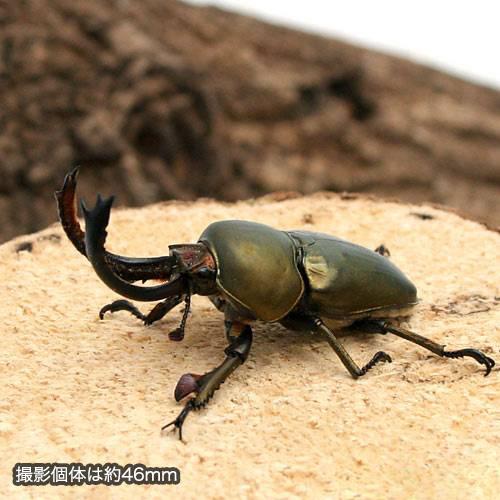 昆虫）パプアキンイロクワガタ アルファック産 幼虫（初〜2令）WF1