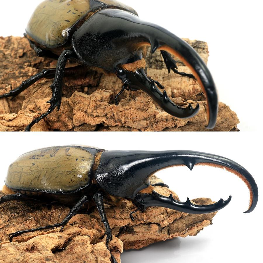 昆虫）ヘラクレス・ヘラクレス グアドループ産 （親オス120ミリ