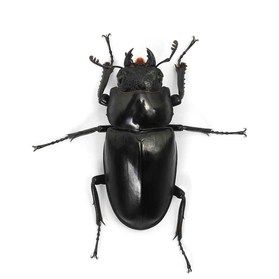 昆虫）ギラファノコギリクワガタ（亜種ケイスケ）フローレス産 成虫