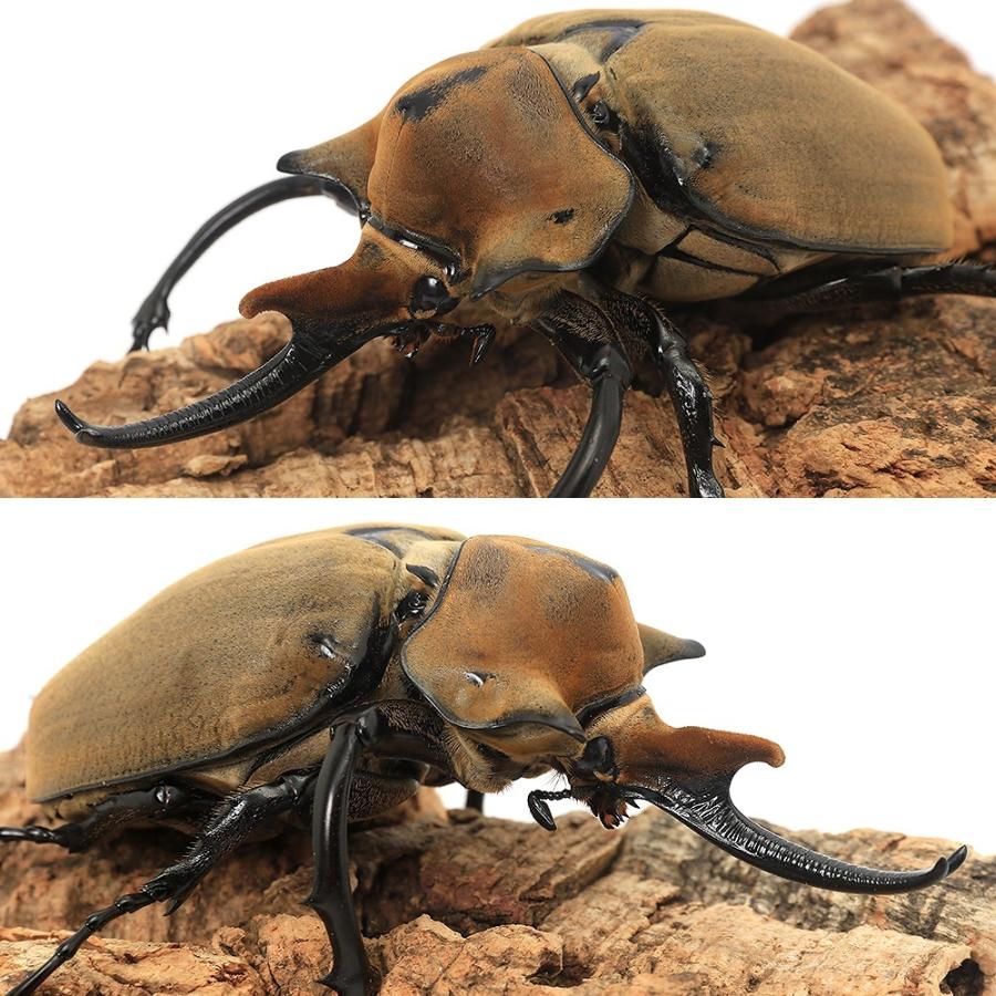 昆虫）（オス単品）エレファスゾウカブトムシ メキシコ カテマコ産