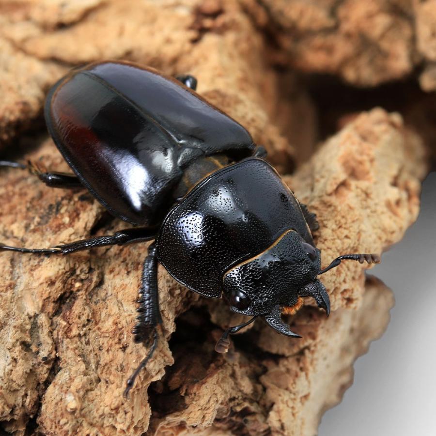 昆虫）一点物 レニノコギリクワガタ 中国海南島産 成虫 WF7 オス