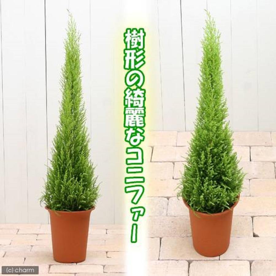 観葉植物 ゴールドクレスト ウィルマ ６号 １鉢 北海道冬季発送不可 Smilesquadhouston Com