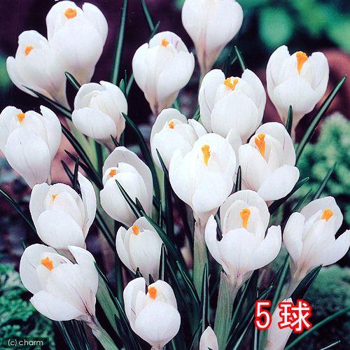 観葉植物 スーパージャンボ クロッカス球根 水栽培向き 白色系 ５球 チャーム Charm Paypayモール店 通販 Paypayモール