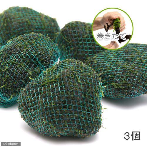 割引価格 水草 巻きたて ジャイアント南米ウィローモス 溶岩石ボール 水中葉 無農薬 ３個