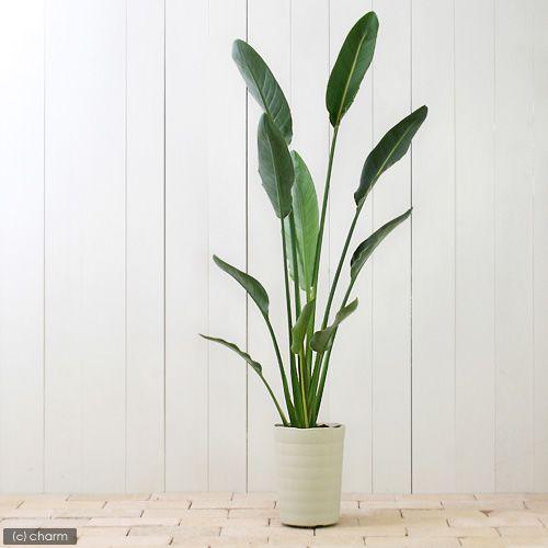 チャーム（charm） （観葉植物）ストレリチア レギネ 6号（1鉢
