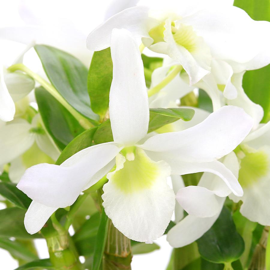 チャーム（charm） （観葉植物）洋ラン デンドロビューム エンジェル