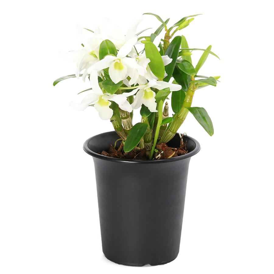 チャーム（charm） （観葉植物）洋ラン デンドロビューム エンジェル