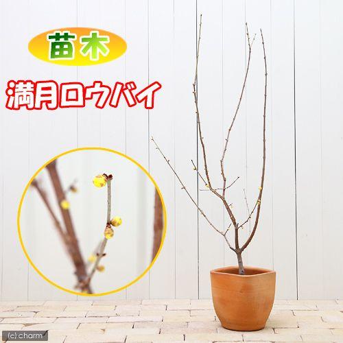 チャーム（charm） （盆栽）ロウバイ 満月ロウバイ（蝋梅） 5〜6号