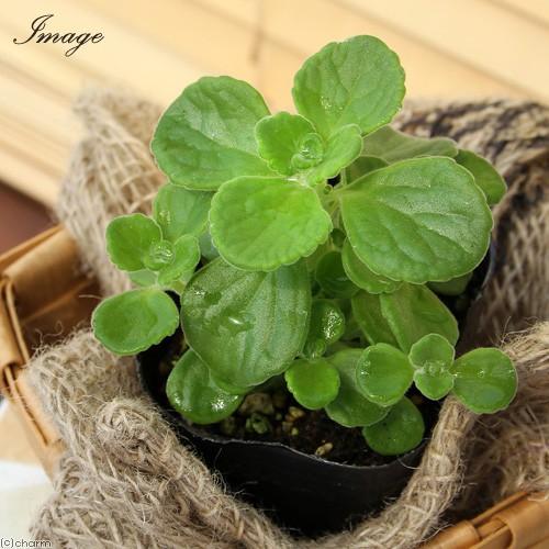 観葉植物 ハーブ苗 アロマティカス ２ ５ ３号 ５ポット 家庭菜園
