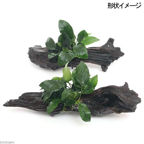 チャーム（charm） （水草）アヌビアスナナ 流木 Lサイズ（水上葉