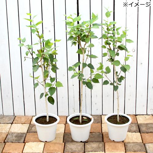 160cm　山野草　山採り　苗木　苗　クロモジ　薬効　ハーブ　癒やしの香り　庭木 山野草）庭木苗 シラカバ（白樺）大ポット 4〜5号（1ポット