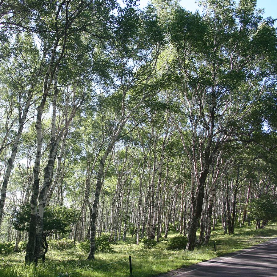 山野草）庭木苗 シラカバ（白樺）大ポット 4〜5号（1ポット