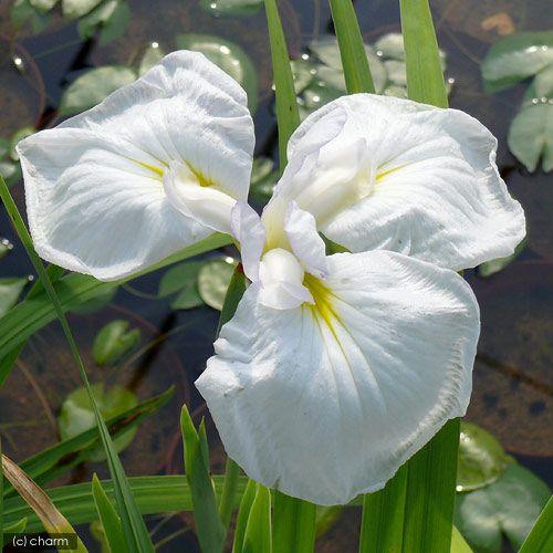 爆買い ビオトープ 水辺植物 花菖蒲 有馬川 アリマガワ 江戸系白三英花 １ポット Wantannas Go Id