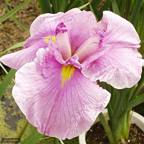 チャーム（charm） （ビオトープ）水生植物 花菖蒲 桃霞（モモガスミ
