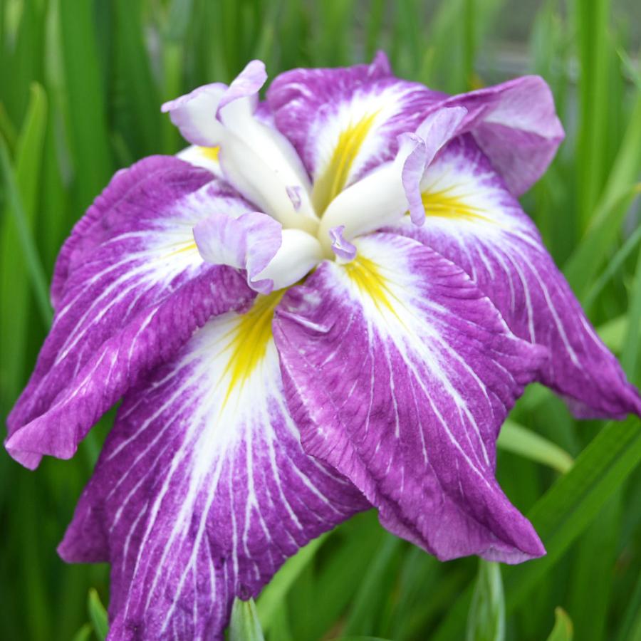 ビオトープ 水辺植物 花菖蒲 華陽の舞 カヨウノマイ 肥後系紅紫六英花 １ポット