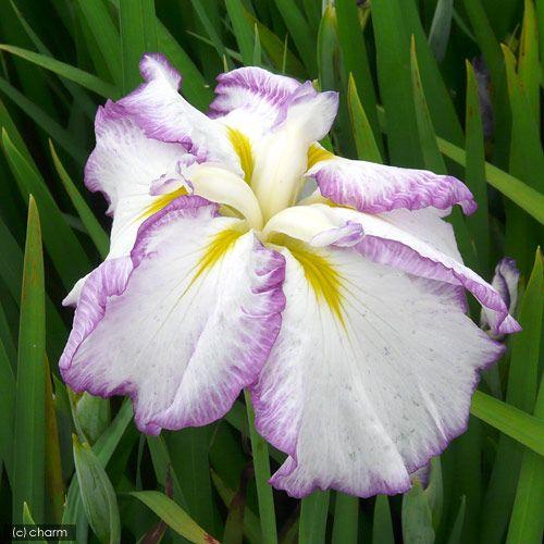 ビオトープ 水辺植物 花菖蒲 麗月 レイゲツ 肥後系白地紫覆輪六英花 １ポット チャーム Charm Paypayモール店 通販 Paypayモール