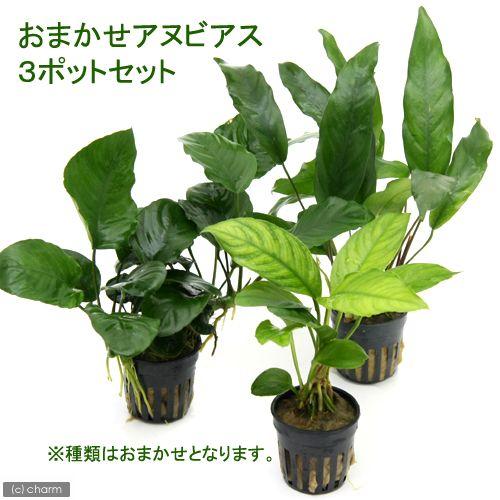 アヌビアスセット チャーム（charm） （水草）おまかせアヌビアス 3種セット（計3