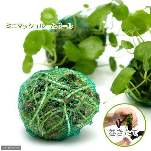 チャーム Charm 店 水草 巻きたて ミニマッシュルームボール 水上葉 無農薬 １個 限定販売