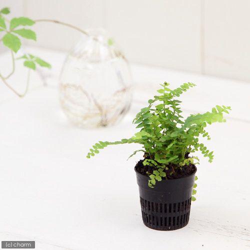 観葉植物 ビバリウムプランツ タマシダ １ポット ３ｃｍポット 新色追加して再販 特価 ダッフィー