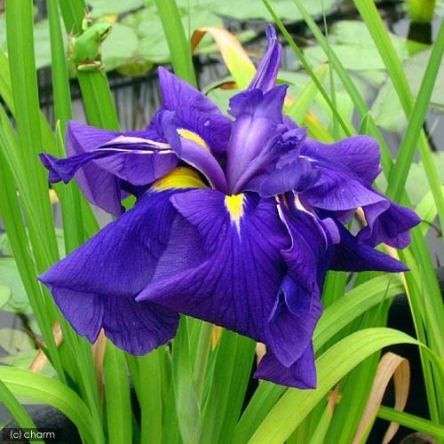 （ビオトープ）水生植物　花菖蒲　鸞鳳（ランポウ）肥後系濃紫六英花（１ポット）（Yahoo!・チャーム charm ヤフー店）