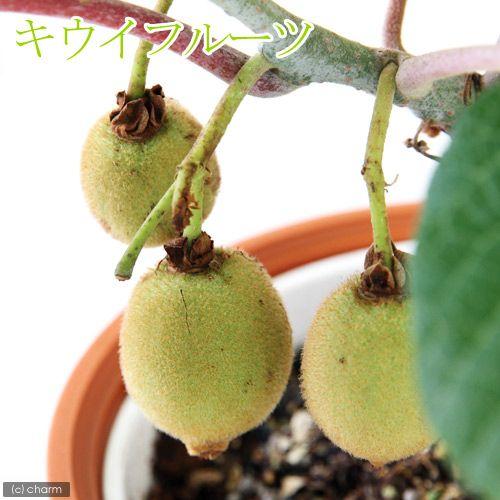 観葉植物 果樹苗 キウイフルーツ スーパーゴールド 実無し ５号 １鉢 家庭菜園 チャーム Charm Paypayモール店 通販 Paypayモール