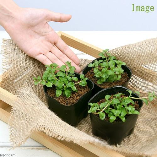 観葉植物 ハーブ苗 ミント ペニーロイヤルミント ３号 ３ポット 虫除け植物 家庭菜園 チャーム Charm Paypayモール店 通販 Paypayモール