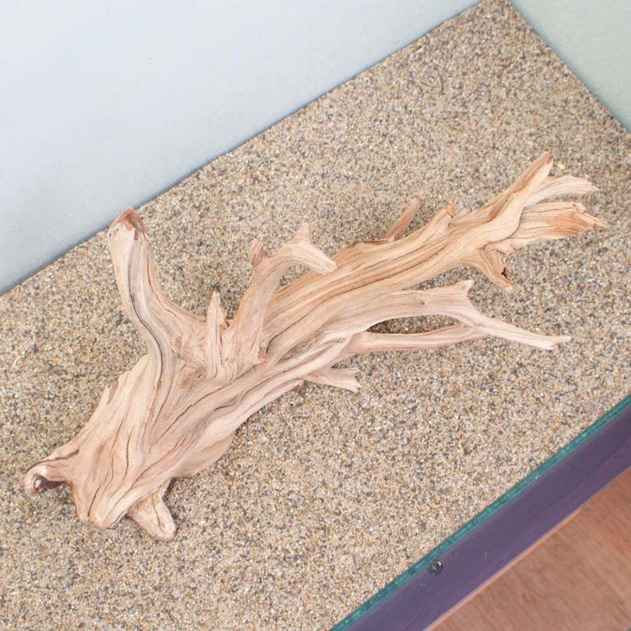 限定品安い 一点物 チャーム Charm Paypayモール店 通販 Paypayモール 上質流木 禅 白陰 しろかげ ６０ｃｍ水槽用 ８５０７３５ 沖縄別途送料 超歓迎新作 Fredericjaunault Com