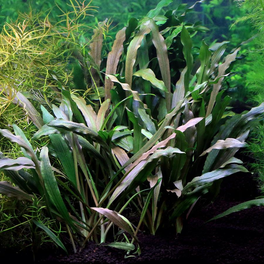 チャーム（charm） （水草）クリプトコリネ アルビダ（水中葉）（無