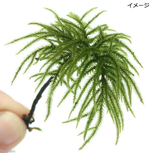 （観葉植物）テラリウム　苔　コウヤノマンネングサ（無農薬）（１本）（Yahoo!・チャーム charm ヤフー店）