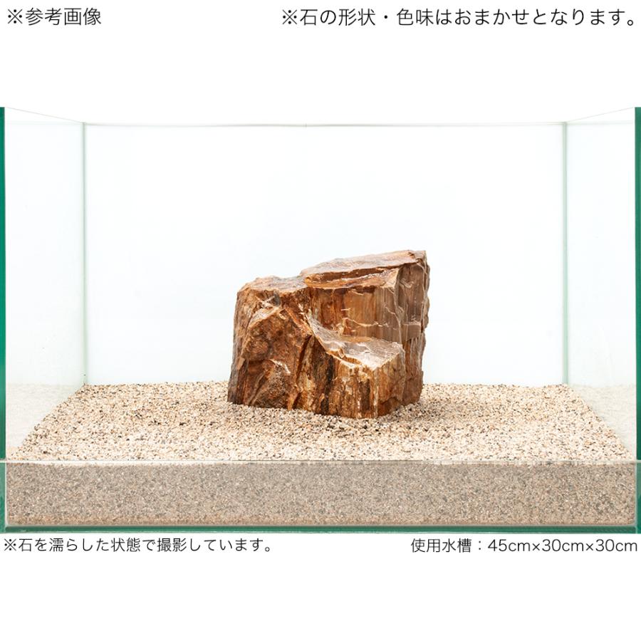 木化石　Ｌサイズ　約１８〜２３ｃｍ　１個　形状お任せ　アクアリウム　レイアウト素材 | チャーム（ペット） | 03