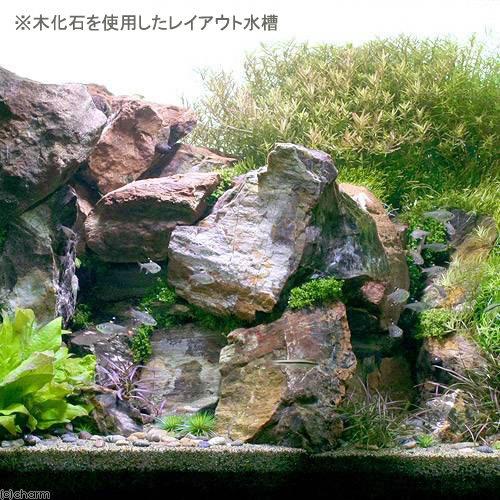 木化石　Ｌサイズ　約１８〜２３ｃｍ　１個　形状お任せ　アクアリウム　レイアウト素材 | チャーム（ペット） | 04
