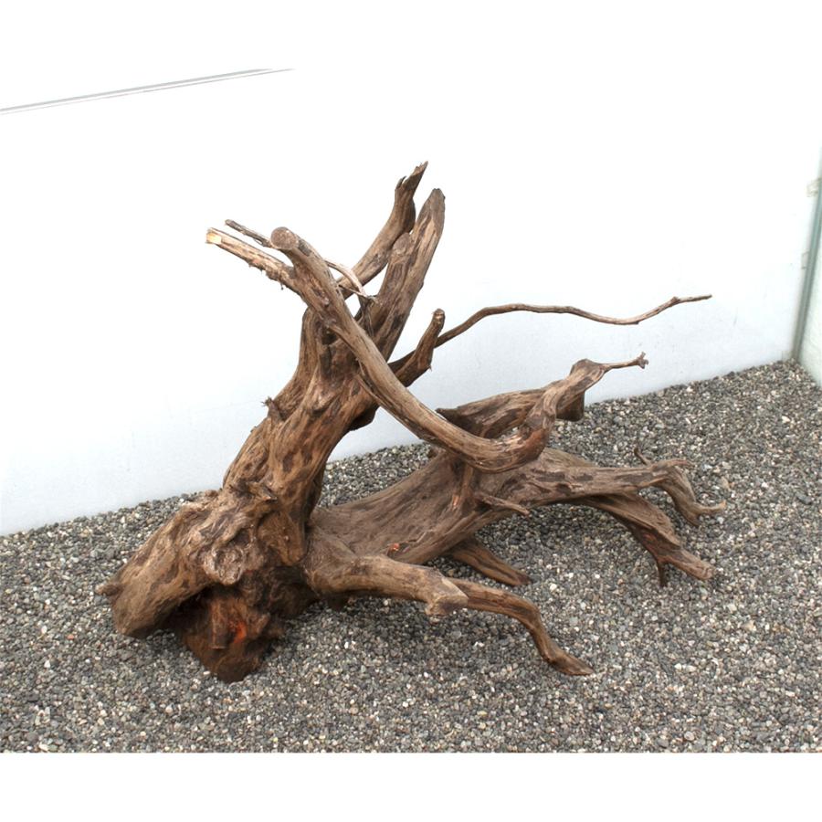 □一点物　ギガントウッド　大型水槽用　８５６２３９　沖縄別途送料 