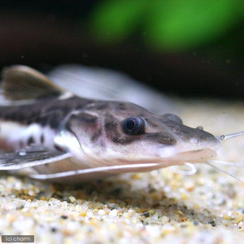 Sale 70 Off 熱帯魚 レッドテールタイガーシャベルノーズ キャット ブリード １匹 北海道航空便要保温2 340円 Aynaelda Com