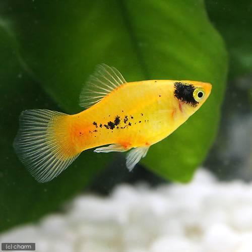 熱帯魚 ゴールデンパンダ プラティ ２匹 日本 九州航空便要保温 北海道