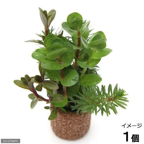 大好き 水草 ライフマルチ 茶 ロタラミックス 水上葉 無農薬 １個 740円 Aynaelda Com