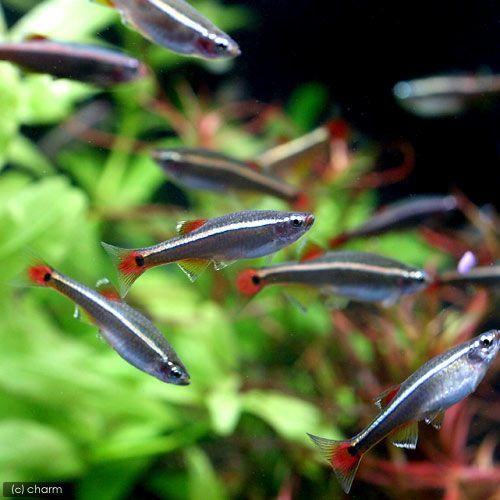 (熱帯魚)アカヒレ Sサイズ(5匹) 北海道航空便要保温|チャーム charm PayPayモール店|01