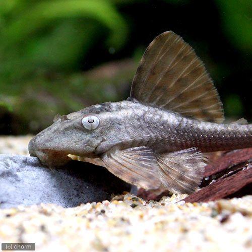 （熱帯魚）ブルーアイ・アカプレコ（ワイルド）（１匹）　北海道航空便要保温